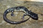 Plethodon glutinosus