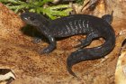 Ambystoma jeffersonianum