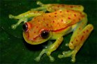 Hypsiboas punctatus