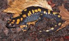 Ambystoma maculatum