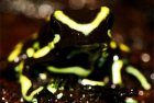 Dendrobates truncatus