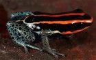 Dendrobates duellmani