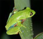 Agalychnis annae