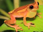 Dendropsophus bifurcus