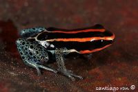 Dendrobates duellmani  